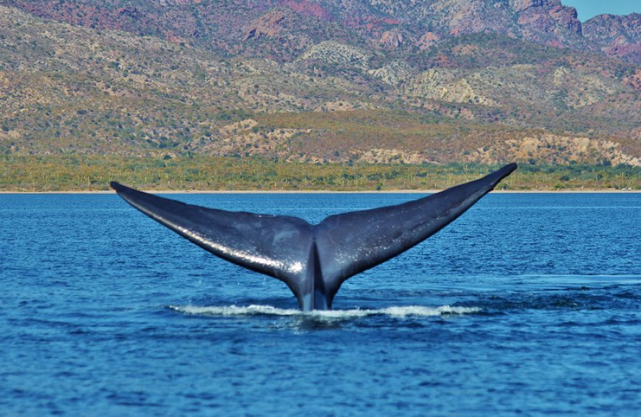 Blue Whales are in Loreto now!